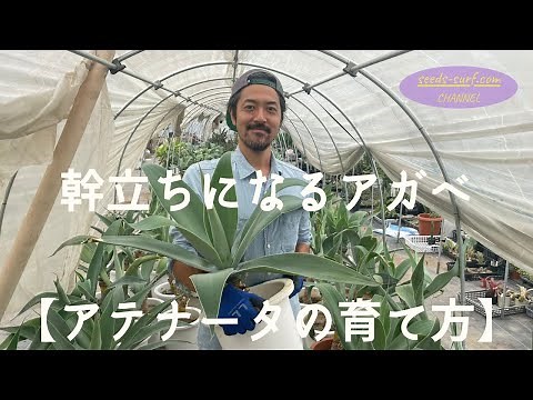 【幹立ちアガベ】アテナータの育て方