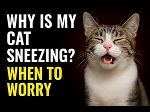 Why Is My Cat Sneezing? When to Worry – Vet Advice for Cat Owners
