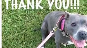 10K views · 528 reactions | June 3rd the SUFP Foundation gave $13,000.00 in Angel grants to selected nonprofits doing great work. Here is how @playersforpits used their Angel Grant! This is honestly one of the best things we've ever seen. HAAAAAAAAAAZEL girl!!!❤️❤️❤️❤️ #standupforpits #angelgrant #angeforever | Stand Up For Pits Foundation, Inc | Facebook
