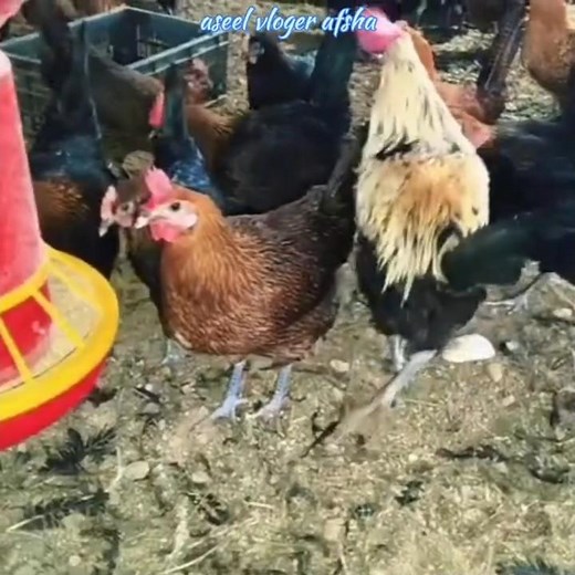 How the CIA Made Anime😱😱 #shorts #Rooster #birds #show Ai🥰🥰