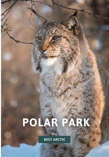 Polar Park 🐺🦊 This is the world’s northernmost animal park, where you can observe Arctic animals such as moose, reindeer, muskox & red deer 🫎🦌 You are welcome to walk around at your own pace (audio guides are available) or join one of the guided tours to learn more about the Arctic animals of the park ❄️🐅 Book via the link in bio 🔗 **Animal welfare is of great concern at Polar Park. Large areas are given to the animals to create a habitat as natural as possible and in which they have the l