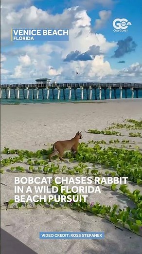 Bobcat captured in wild moment on a Florida beach