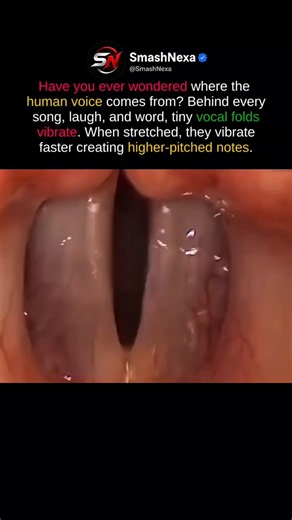 The Hidden Science Behind the Human Voice #HumanVoice #VocalFolds #History