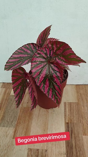 Begonia brevirimosa: La Espectacular Planta de Colorido Natural