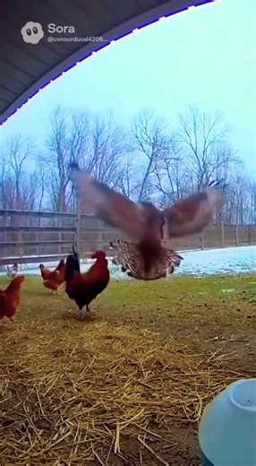 Rooster saves hens from hawk attack! #roosters #chickens #animalvideos