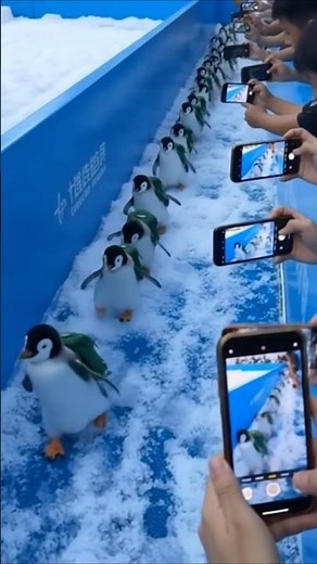 Penguins with Backpacks 🐧