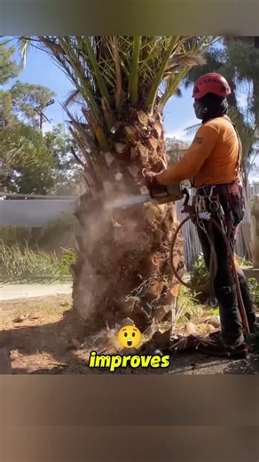 -Palm-Tree-Trunks-Are-Trimmed😱