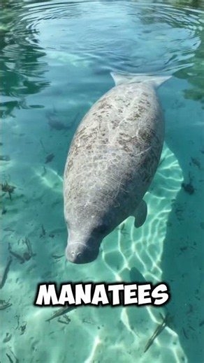 Is Blue Spring Manatee Kayaking Worth the Drive From Orlando? #floridatravel #kayaking