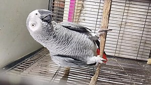 African grey male age more then 5 years available lhr 03333505214 | Qazi Traders | Facebook