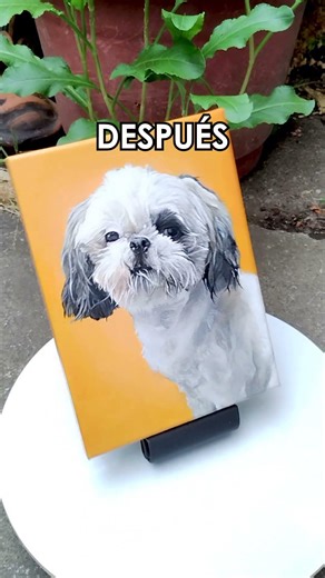 Antes/Despues - Pintura "Milo" 🐾