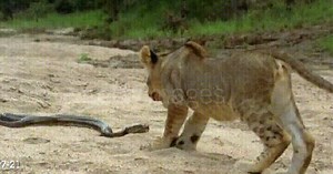Chọc giận loài trăn lớn nhất châu Phi, “vị vua con" nhận bài học đắt giá đầu đời