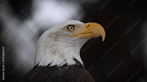 Closeup portrait of a bald eagle looking at the camera and then looking around at its surroundings. Slow Motion.