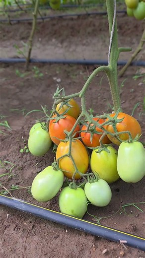 #جدید_کاشتکاری #زراعت_توسیع #TunnelFarming #TomatoFarming#TomatoProduction#Agre #ModernAgriculture