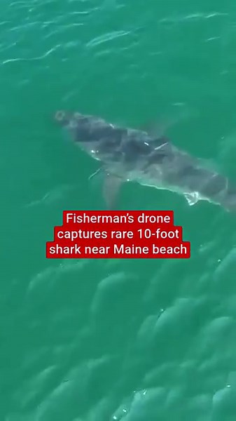 Rare shark captured on fisherman’s drone near Maine beach