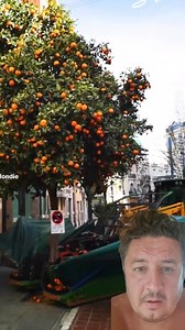 Un utilaj super pentru cules mere.. sau portocale 😉 #utilaj #fructe #tehnologie #reels | Adrian Călătorul