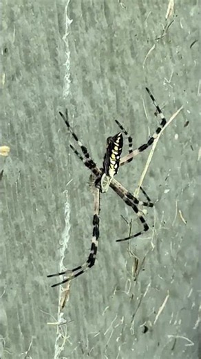 This spider is likely a juvenile Argiope aurantia, commonly known as a yellow garden spider