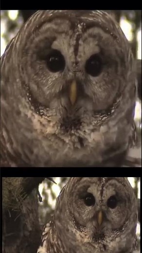 🦉VERY CLOSE BARRED OWL HOOTS CALLS #WhoCooksForYou | Territorial Mating Sounds #birds | Canada Wild