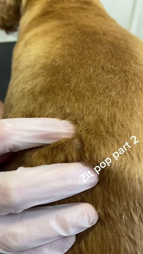 huge zit on back of Spaniel. Part 2 #zit #dogzit #cyst #cystic #hugezit #hugecyst #gross
