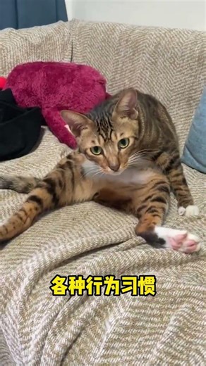 Cats Master Their Owners' Daily Routines - Unleash the Feline Genius