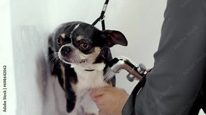 Little purebred dog at rooming salon. Woman washing dog in bath, taking care after fur. Concept of grooming, pet care, salon, beauty treatment, procedures