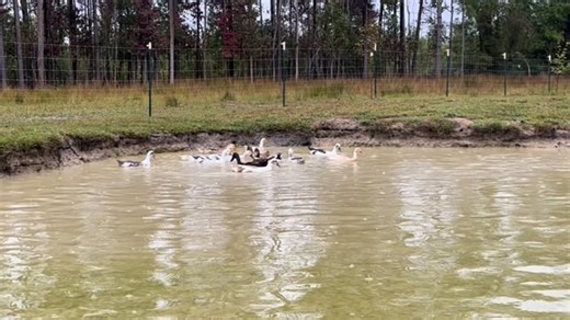 Ducks in the rain . . . #duck #ducks #pond #rain #rainyday #welshharlequin #indianrunner #ancona #smallfarm #homestead #easternnc | Highland Farm