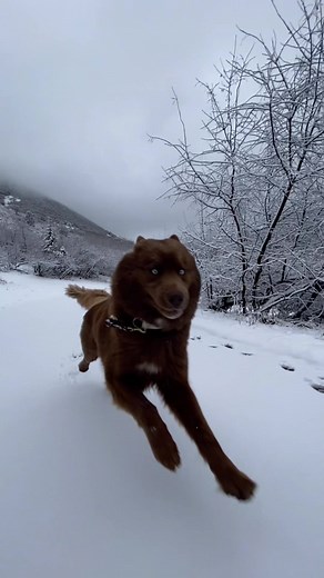 Brown Husky Enjoying Snow - Funny Slo-Mo Video