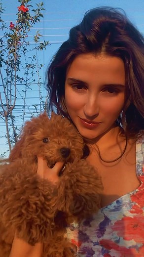 Adorable Poodle Toy Dog Videos on TikTok