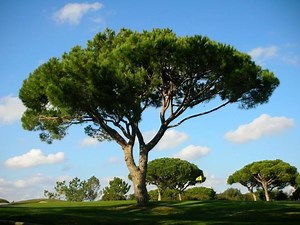 Stone pine - Alchetron, The Free Social Encyclopedia