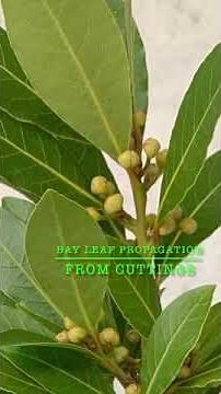 How to propagate bay leaf from cuttings (cooking bay leaf) #short