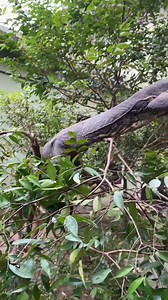 1.9K views · 41 reactions | Meet Manu, our Asian Water Monitor! 年...