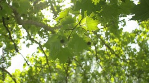 Fruits of the plane tree on a branch with leaves in the wind, in Bosnia