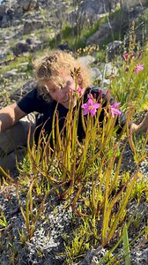 56K views · 2K reactions | The king Sundew, Drosera regia has large...