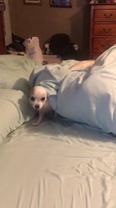 Nap time is over. Time to help Mommy wrap Christmas presents! #PrincessAvaBisou #PrisonertoPrincess #puppymillsurvivor #naptimeisover | Princess Ava Bisou