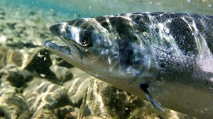 Canada sued over approval of "toxic" GMO salmon