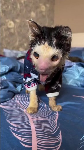 Help Pluto: The Struggles of an Ugly Cat