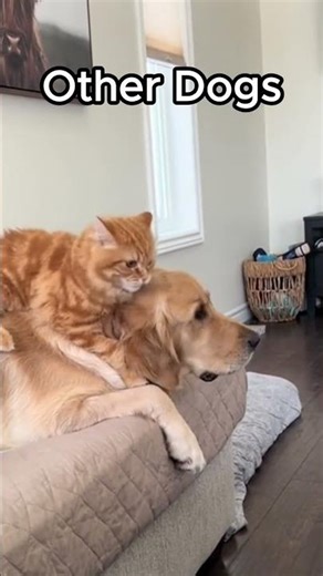 Other dogs coexist with cats... Mine has never once kept it together