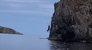 Moose Dives Headfirst Off 20ft Cliff