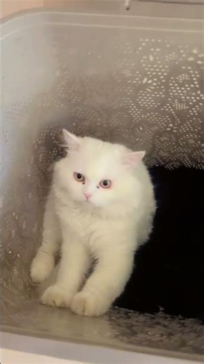 I am sitting in the laundary basket asking for a subscriber.