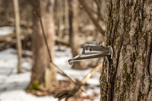 Capital Region farms to participate in NYS Maple Weekend