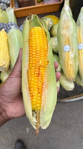 Cheapest Food of Mysore City | Mysore Street Food | Food India