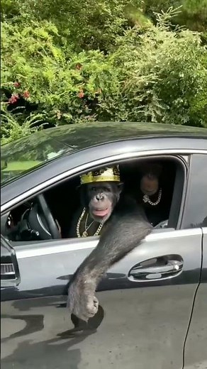 Chimpanzee Car Driving..🤣🤣 #shorts