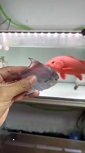 Is this fish saltwater or freshwater? The Mangrove Red Snapper confusion.🐟 The vibrant color on this Mangrove Jack is absolutely stunning. They are unique predators that spend their youth in estuaries and mangroves. What's the biggest challenge with keeping this species? #RedSnapper #MangroveJack #BrackishFish #FreshwaterFish #MonsterFish #AquariumHobby #FishKeeper #TropicalFish #Reels | AQUA VISTA