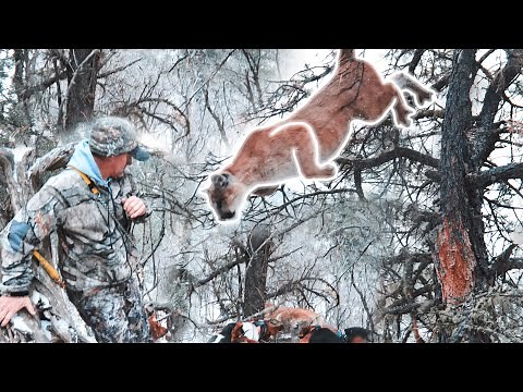 Mountain Lion HUNTING with Hounds!