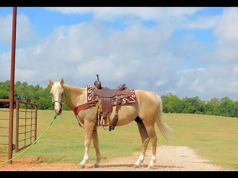 Palomino Quarter Horse For Sale