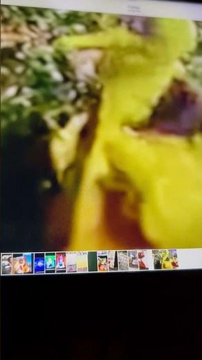 Sesame Street Peter of the Wolf Big Bird