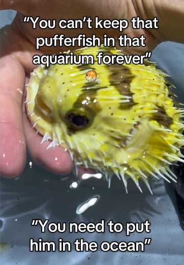Building a Pond for Pufferfish Fred: Step-by-Step Guide