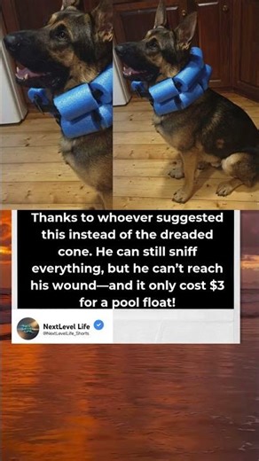 My Dog HATED the Cone… Until This 😍