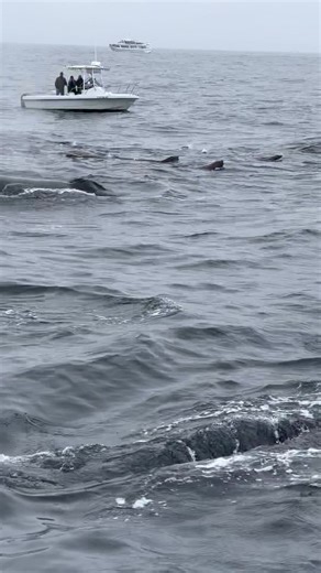 Check out this curious Humpback Whale giving us a close pass while our vessel was in neutral. Filmed on todays 10am trip aboard The Sea Wolf II by Evan Brodsky | Monterey Bay Whale Watch