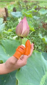 Garden tool #gardenharvesting #harvestHarvesting #gardentips #gardening #garden #fruits #flowers #gardenlifegarden | Garden Tips