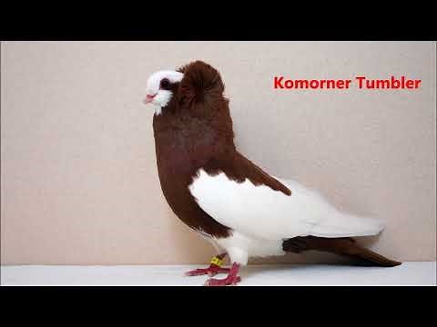 Different Types of Fancy Pigeon Breeds